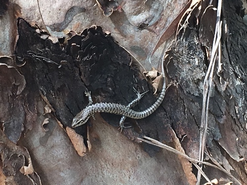 Concinnia tenuis