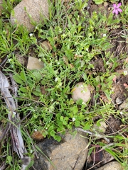 Plagiobothrys acanthocarpus