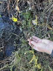 Symphyotrichum simmondsii