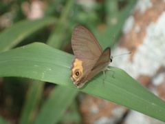 Hypocysta pseudirius