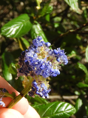 Ceanothus thyrsiflorus