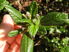 Ceanothus thyrsiflorus