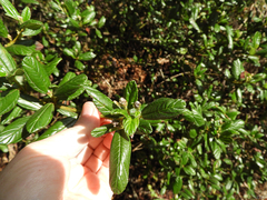 Ceanothus thyrsiflorus