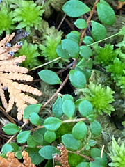 Gaultheria hispidula
