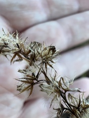 Eupatorium leptophyllum