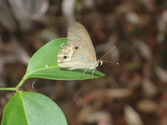 Hypocysta pseudirius
