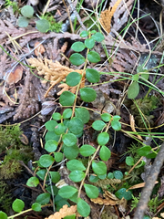 Gaultheria hispidula