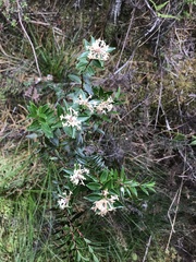 Pimelea gnidia