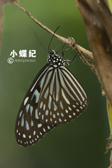 Ideopsis vulgaris macrina
