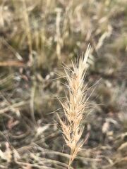 Rytidosperma setaceum