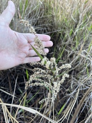 Eupatorium leptophyllum