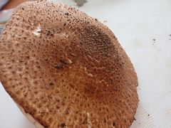 Echinoderma