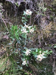 Pimelea gnidia