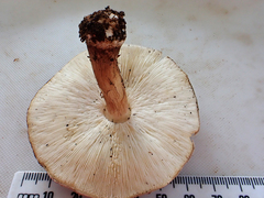 Echinoderma