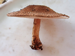Echinoderma