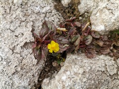 Erythranthe glabrata