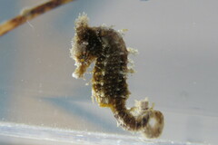 Hippocampus zosterae