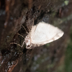 Hydriomena nubilofasciata