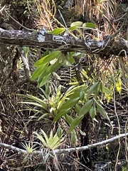 Epidendrum nocturnum