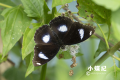 Hypolimnas bolina