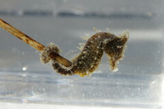 Hippocampus zosterae