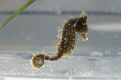 Hippocampus zosterae