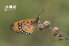Acraea terpsicore
