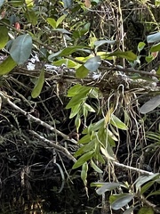 Epidendrum nocturnum