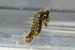 Hippocampus zosterae