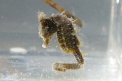 Hippocampus zosterae