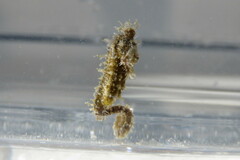 Hippocampus zosterae