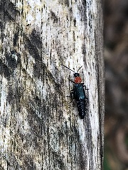 Carphurus cyanopterus