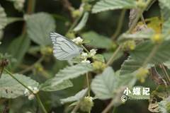 Appias libythea