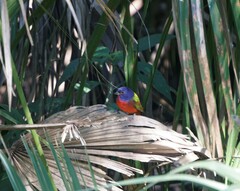 Passerina ciris ciris