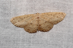 Cyclophora turneri