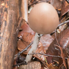 Psathyrella longipes