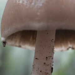 Psathyrella longipes