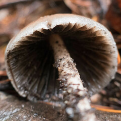 Psathyrella longipes