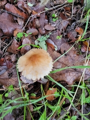 Lepiota spheniscispora