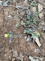 Mecardonia procumbens