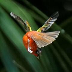 Passerina ciris ciris