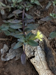Mecardonia procumbens
