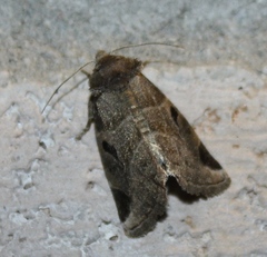 Plagiomimicus pityochromus