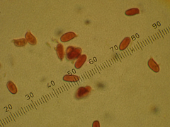 Echinoderma