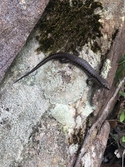 Concinnia tenuis