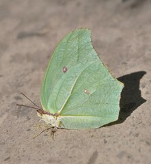Anteos maerula