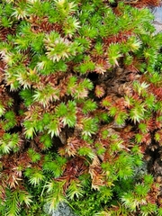 Selaginella hansenii