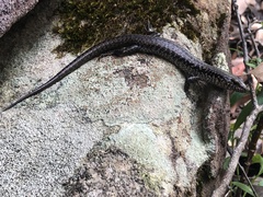 Concinnia tenuis