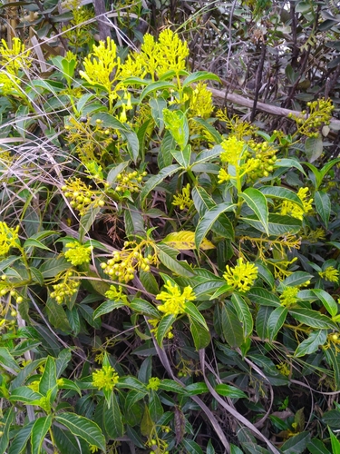 Caprifoliaceae observed 2023-01-15