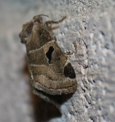 Plagiomimicus pityochromus